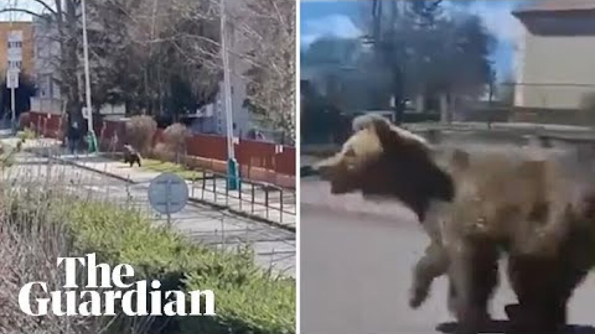 Bear charges through Slovakian town as five people injured in attacks