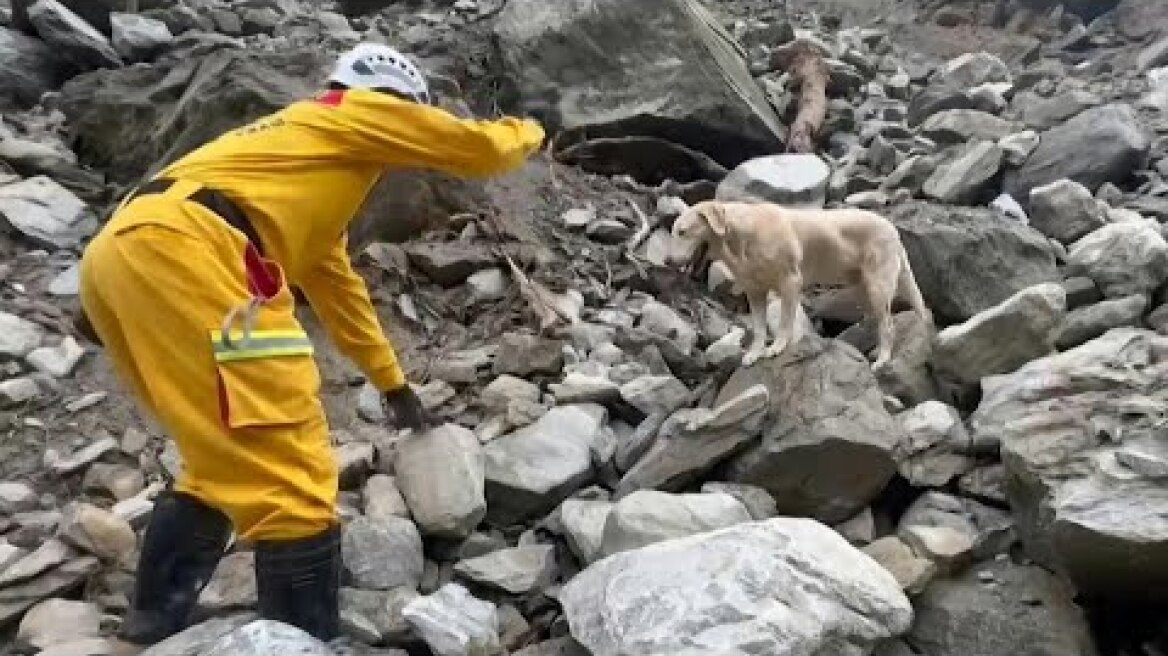 搜救犬Roger建功 呆萌幼照曝光